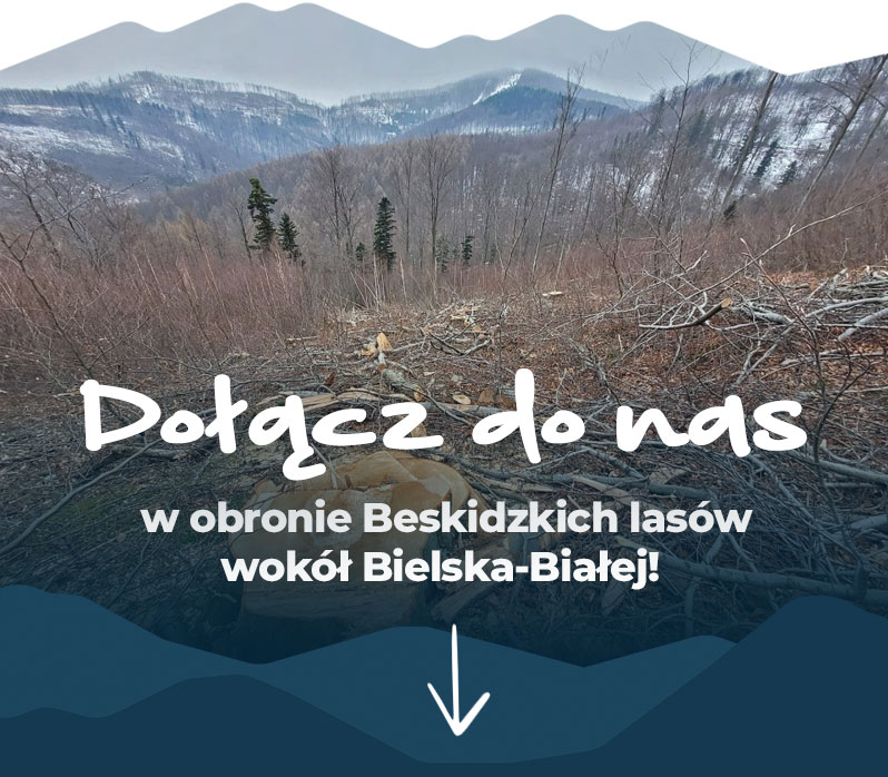 Dołącz do nas w obronie Beskidzkich lasów wokół Bielska-Białej!